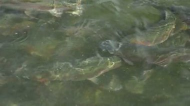 yakın çekim, gökkuşağı alabalık sürüsü suda yüzer.