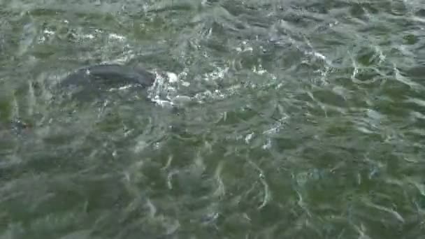 Gros plan, un troupeau de truites arc-en-ciel nage dans l'eau . — Video