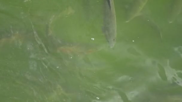 가까이, 무지개 송어의 무리가 물에서 수영. — 비디오