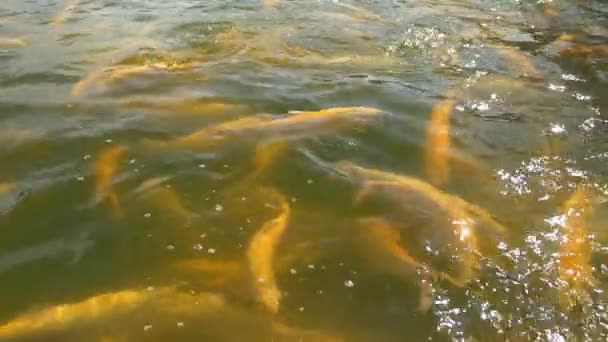Fischzuchtkonzept. Nahaufnahme. Viele Goldforellen planschen beim Füttern im Wasser — Stockvideo