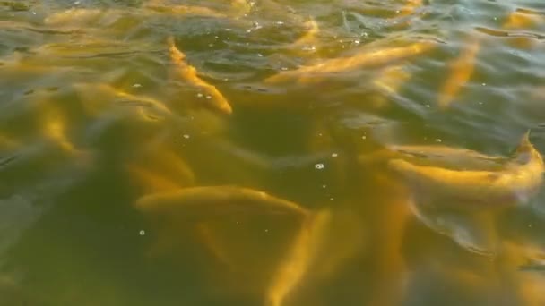 Conceito de exploração piscícola. close-up. muitas trutas douradas salpicando na água enquanto se alimentam — Vídeo de Stock