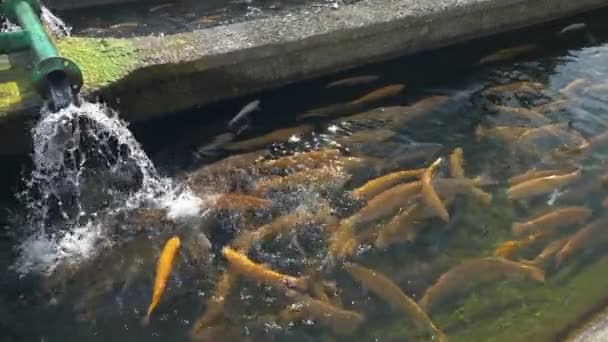 Piscinas con peces en una granja de truchas, concepto de granja de peces . — Vídeos de Stock