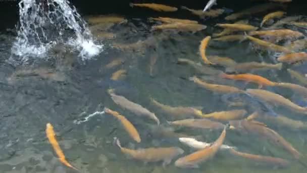 Piscinas com peixes numa quinta de trutas, conceito de exploração piscícola . — Vídeo de Stock