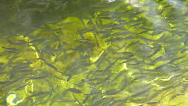 Le concept de pisciculture. Gros plan. de nombreux éclaboussures de truite dans l'eau . — Video