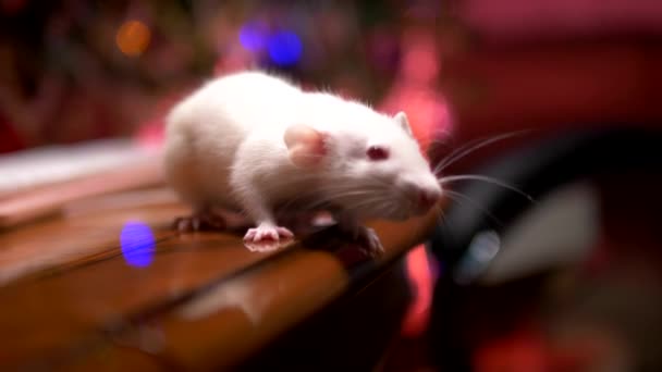 White rat and pink pc keyboard on the background of blurred illumination of a christmas tree. close-up. symbol of 2020. copy space — Stock Video