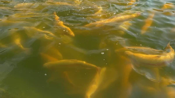 Fiskodling koncept. Närbild. många gyllene öring stänk i vattnet medan utfodring — Stockfoto