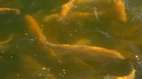 Рыбная ферма. крупным планом. много золотой форели брызг в воде во время кормления — стоковое фото