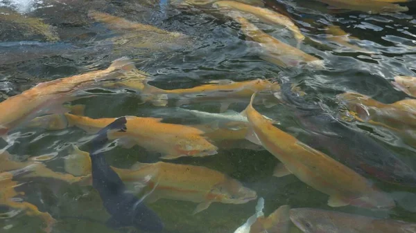 Begreppet fiskodling. Närbild. en hel del guld, vit och blå öring stänker i vattnet medan utfodring — Stockfoto