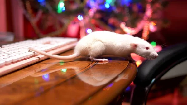 White rat and pink pc keyboard on the background of blurred illumination of a christmas tree. close-up. symbol of 2020. copy space — Stock Photo, Image