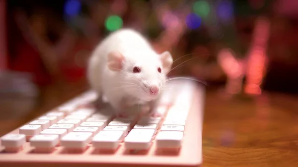 White rat and pink pc keyboard on the background of blurred illumination of a christmas tree. close-up. symbol of 2020. copy space — Stock Photo, Image
