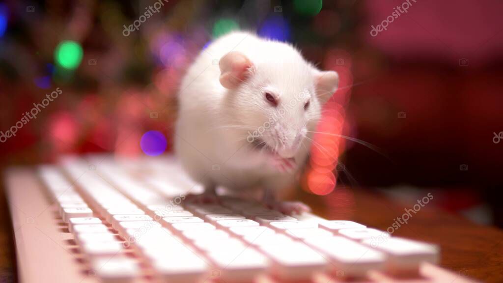 white rat and pink pc keyboard on the background of blurred illumination of a christmas tree. close-up. symbol of 2020. copy space