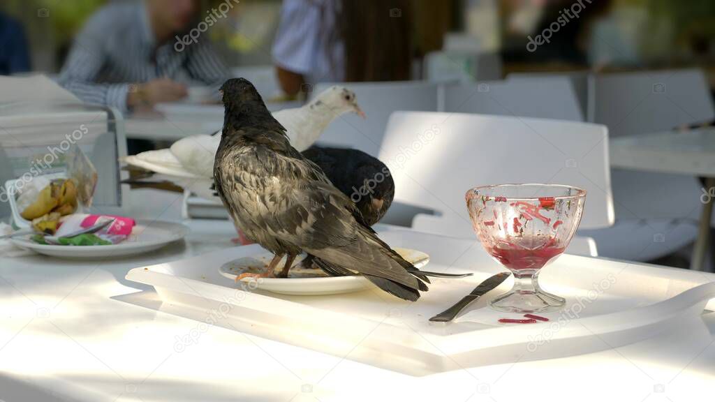 pigeons eat leftover food on a table in an outdoor cafe