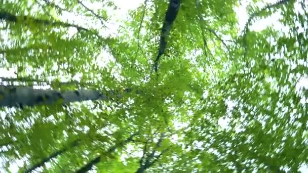 Blick auf das Laub der Bäume im Wald und den Himmel von unten nach oben, wirbelnd. — Stockvideo