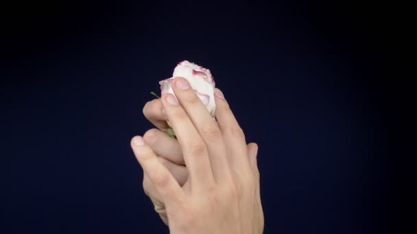 Manliga händer smeka och smula en rosa ros på en mörk bakgrund. kopieringsutrymme — Stockvideo