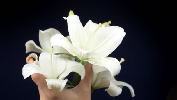 Manliga händer smeker en vit lilja på en mörk bakgrund. kopieringsutrymme — Stockvideo