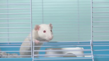 Kafesteki beyaz fare. Ev hayvanı. Çin takviminde yılın hayvan sembolü.