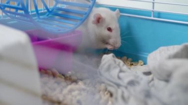 Kafesteki beyaz fare. Ev hayvanı. Çin takviminde yılın hayvan sembolü.