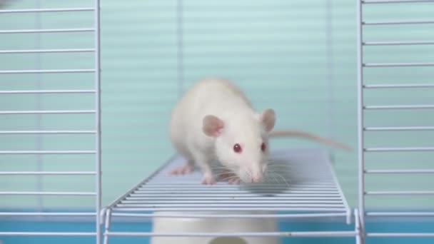 White rat in a cage. home pet. animal symbol of the year on the Chinese calendar. — Stock Video