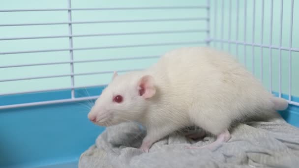 Fehér patkány egy ketrecben. háziállat. az év állatszimbóluma a kínai naptárban. — Stock videók