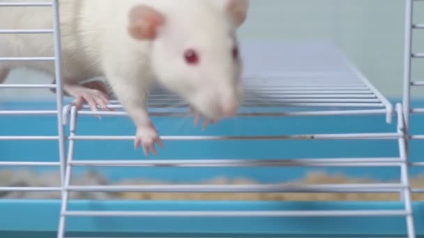 White rat in a cage. home pet. animal symbol of the year on the Chinese calendar. — Stock Video