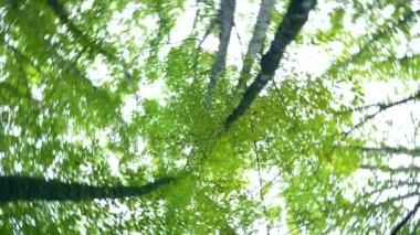 Ormandaki ağaçların yapraklarının manzarası ve aşağıdan yukarıya doğru dönen gökyüzü..