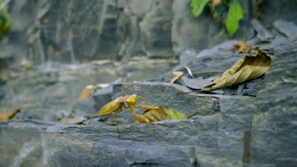 Mantis marrón-verde en una roca. Primer plano. disfrazado como hojas marchitas — Vídeos de Stock