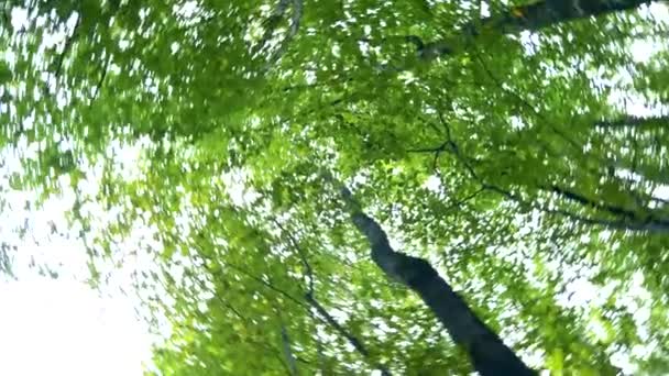 Άποψη του φυλλώματος των δέντρων στο δάσος και τον ουρανό από κάτω προς τα πάνω, στροβιλίζονται. — Αρχείο Βίντεο