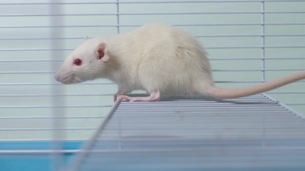 Rata blanca en una jaula. mascota en casa. símbolo animal del año en el calendario chino . — Vídeos de Stock