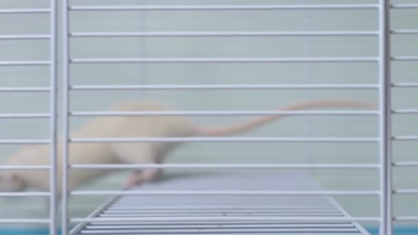 Vit råtta i en bur. Hem husdjur. djur symbol för året på den kinesiska kalendern. — Stockvideo