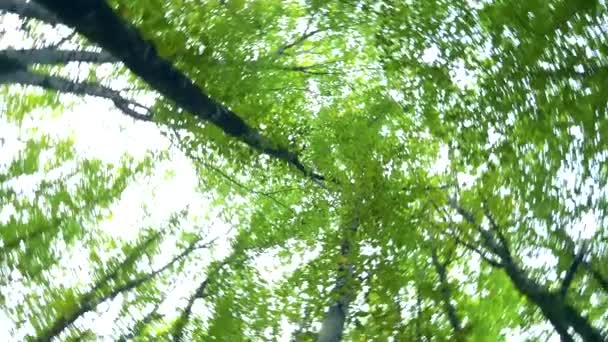 Vista del fogliame degli alberi nella foresta e del cielo dal basso verso l'alto, vorticoso . — Video Stock