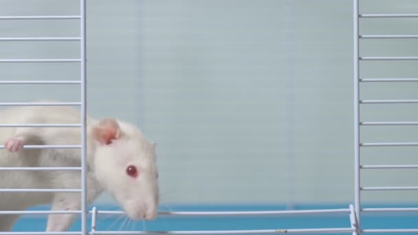 White rat in a cage. home pet. animal symbol of the year on the Chinese calendar. — Stock Video