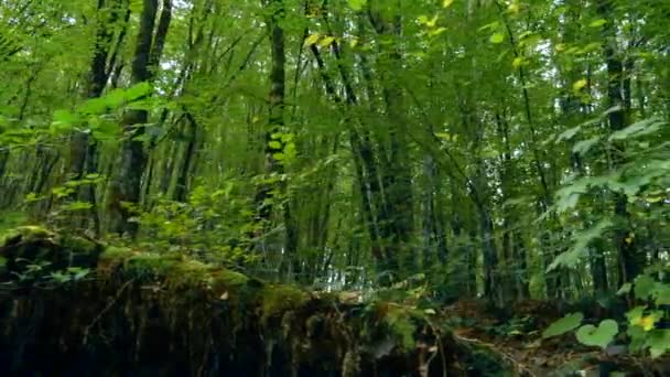 Broussailles d'arbres verts dans une forêt de montagne . — Video