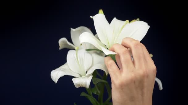 Мужские руки ласкают белую лилию на темном фоне. копировальное пространство — стоковое видео