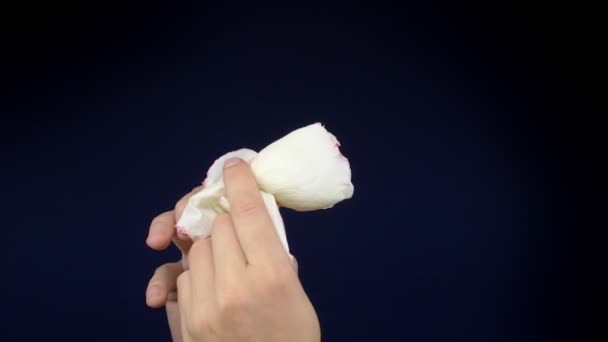 Male hands caress and crumple a pink rose on a dark background. copy space — Stock Video