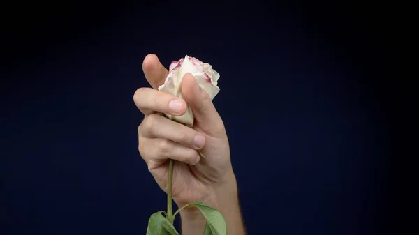 Manos masculinas acarician y arrugan una rosa rosada sobre un fondo oscuro. espacio de copia — Foto de Stock