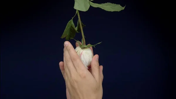 Manos masculinas acarician y arrugan una rosa rosada sobre un fondo oscuro. espacio de copia — Foto de Stock