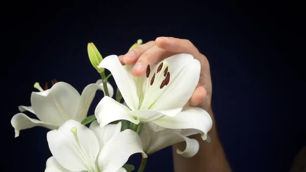 Männliche Hände streicheln eine weiße Lilie auf dunklem Hintergrund. Kopierraum — Stockfoto