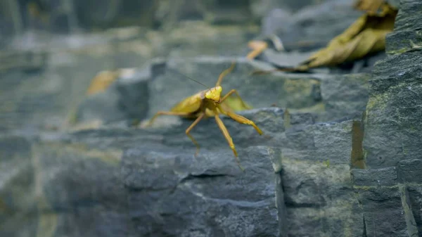 Mantis marrón-verde en una roca. Primer plano. disfrazado como hojas marchitas —  Fotos de Stock