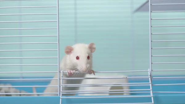 White rat in a cage. home pet. animal symbol of the year on the Chinese calendar. — Stock Photo, Image