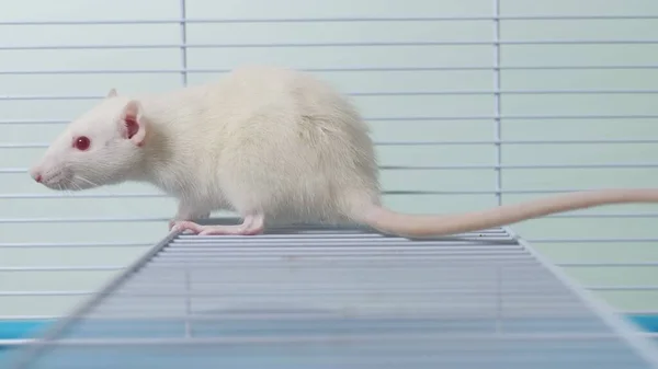 White rat in a cage. home pet. animal symbol of the year on the Chinese calendar. — Stock Photo, Image