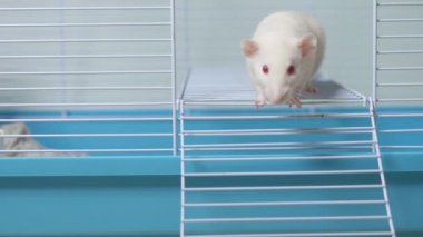 Kafesteki beyaz fare. Ev hayvanı. Çin takviminde yılın hayvan sembolü.