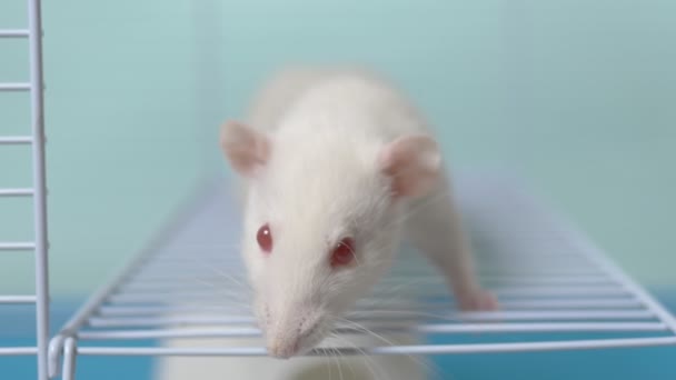 White rat in a cage. home pet. animal symbol of the year on the Chinese calendar. — Stock Video