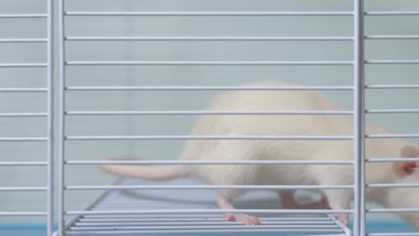 Rata blanca en una jaula. mascota en casa. símbolo animal del año en el calendario chino . — Vídeo de stock