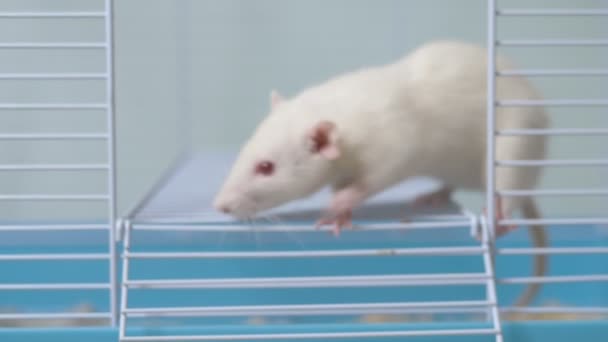Vit råtta i en bur. Hem husdjur. djur symbol för året på den kinesiska kalendern. — Stockvideo