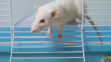 Kafesteki beyaz fare. Ev hayvanı. Çin takviminde yılın hayvan sembolü.