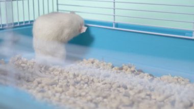 Kafesteki beyaz fare. Ev hayvanı. Çin takviminde yılın hayvan sembolü.