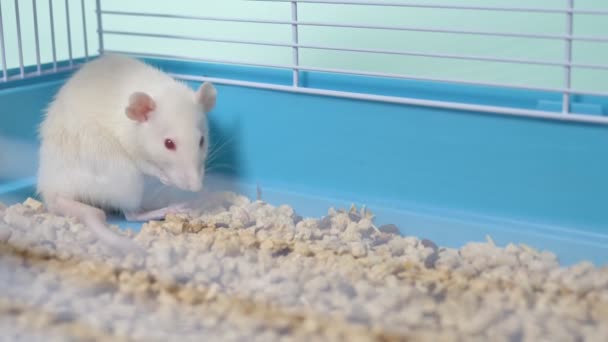 Rata blanca en una jaula. mascota en casa. símbolo animal del año en el calendario chino . — Vídeos de Stock