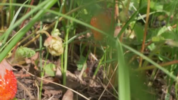 Супер близко клубника в траве на ветке в ясный солнечный день — стоковое видео