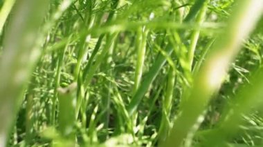 Açık güneşli bir günde, çok yakın dereotu bir bahçe yatağında yetişir.