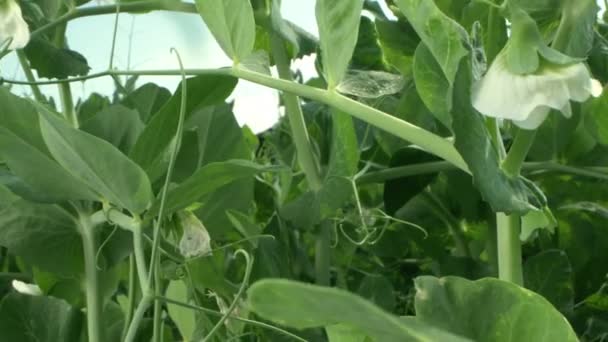 Super aproape. mazăre înflorită crește pe un pat de grădină într-o zi senină însorită — Videoclip de stoc
